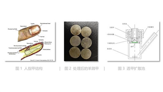 “灰指甲”外用藥物研發(fā)技術——體外透甲